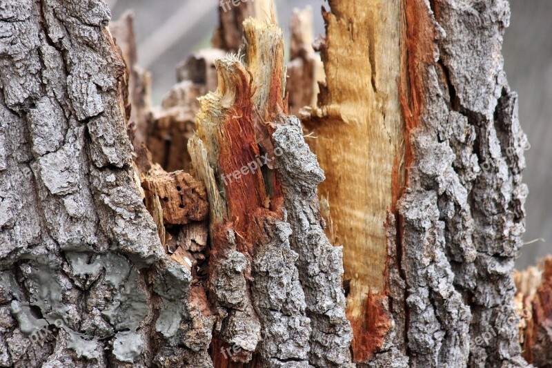 Bark Tree Wood Nature Tribe