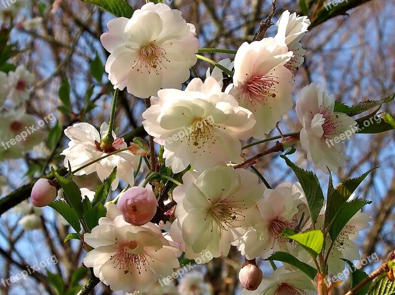 Blossom Bloom Cherry Blossom White-pink Flower Japanese Cherry Blossom