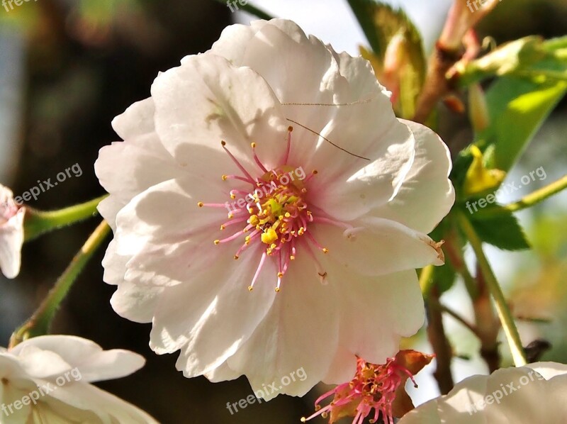 Blossom Bloom Cherry Blossom White-pink Flower Japanese Cherry Blossom