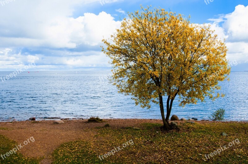 Nature Landscape Tree Outdoors Sky