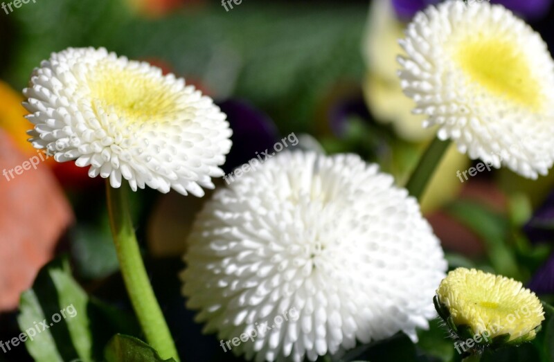 Nature Flower Plant Floral Season