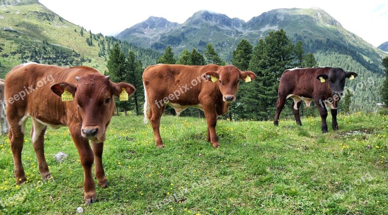 Agriculture Cow Meadow Farm Animals