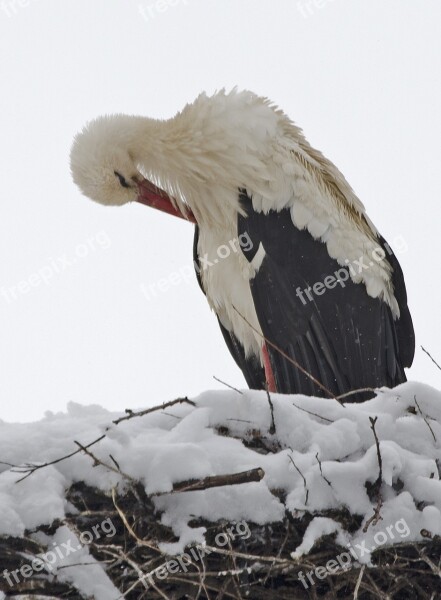 Stork Snow Cold Winter Spring