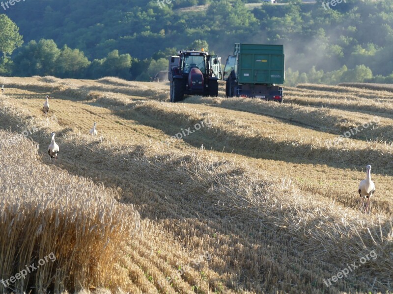 Farm Crop Land Field Outdoors