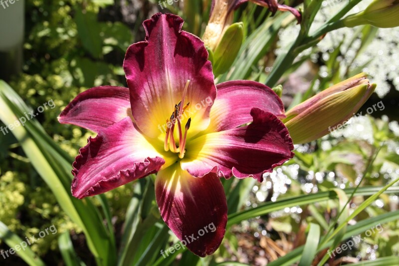 Flower Nature Plant Garden Leaf