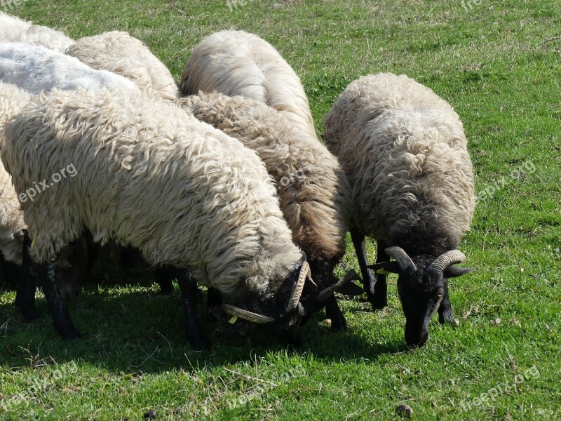 Sheep Lawn Wool Farm Livestock