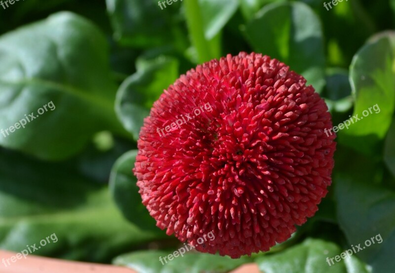 Leaf Nature Plant Fruit Garden