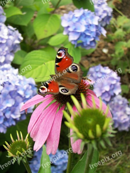 Nature Flower Plant Summer Garden