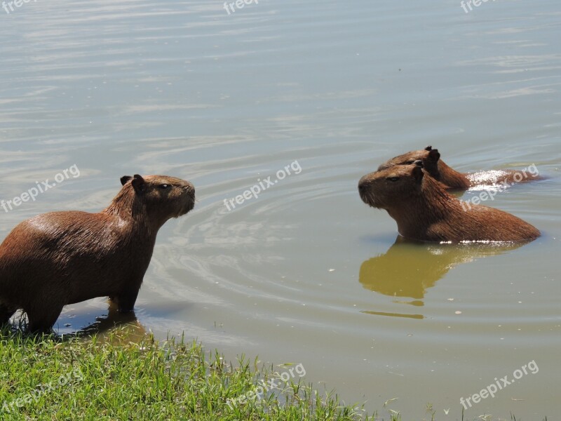 Body Of Water Mammals No Person Wildlife Outdoors