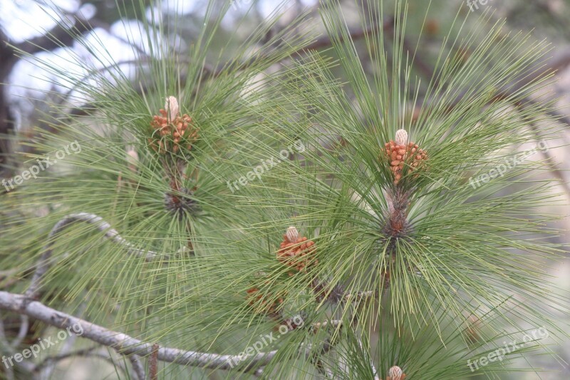 Nature Needle Tree Pine Flora