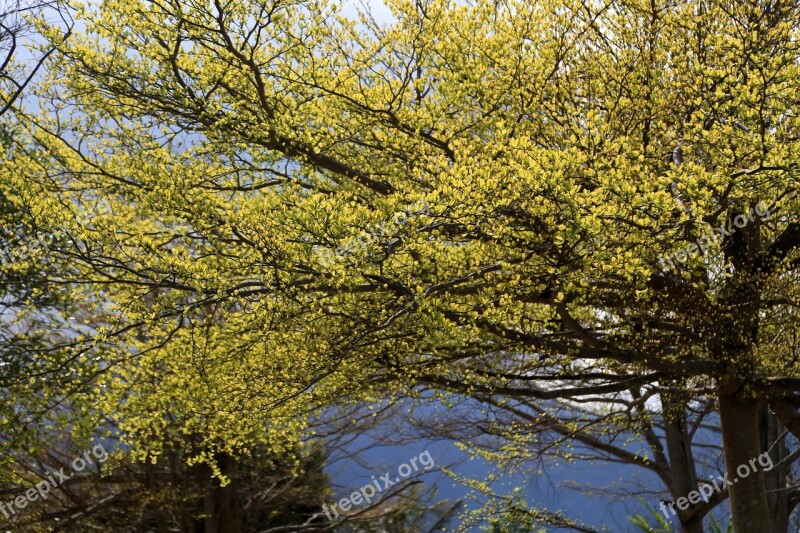 Tree Landscape Nature Season Spring