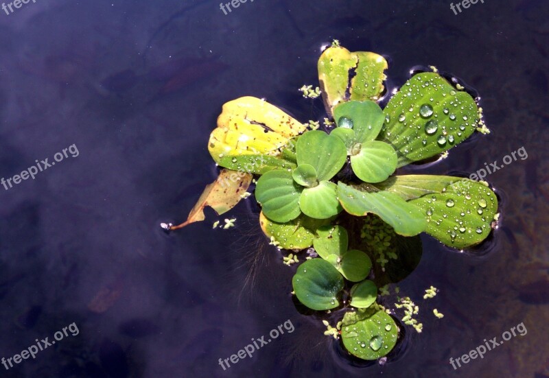 Leaf Plant Nature Flower Aquatic Plants