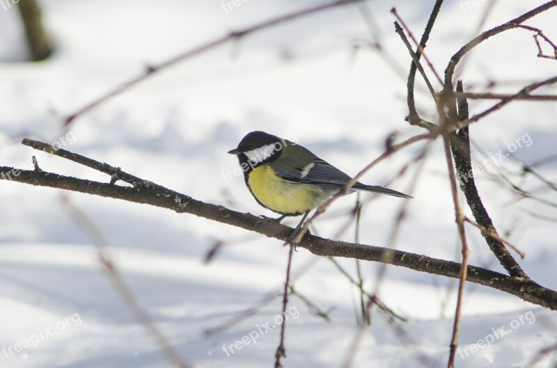 Bird Nature Living Nature Outdoors Winter