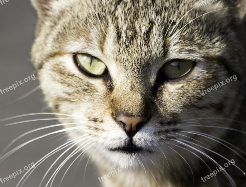 Cat Cute Mammal Head Portrait