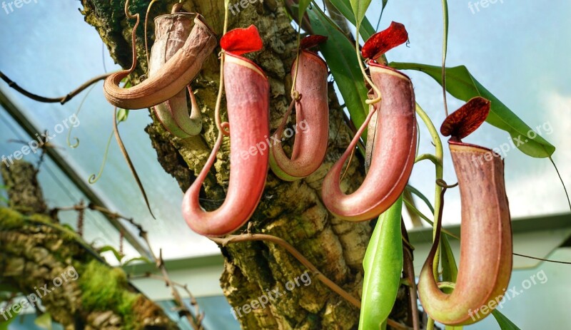 Carnivorous Insect Eating Flower Hanging Flora