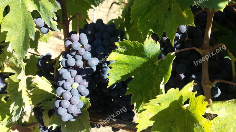 Fruit Vine Wine Grape Nature