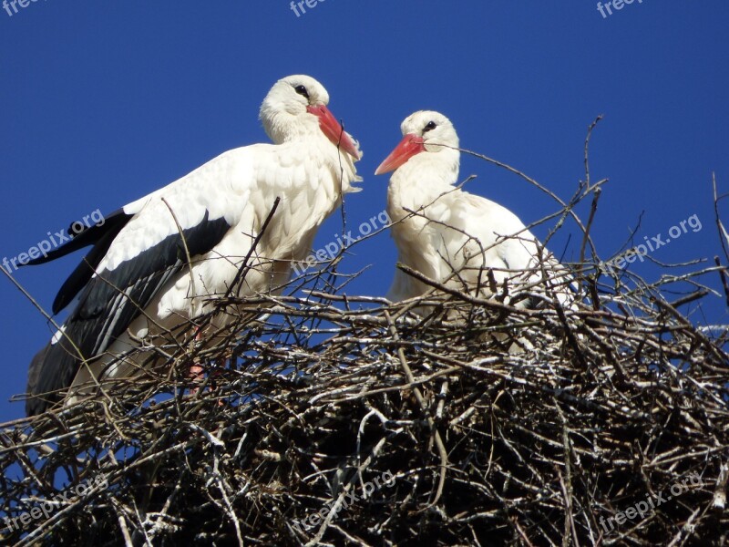 Stork Alsace France Bird Nature