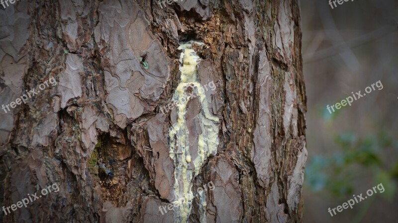 Nature Tree Bitumen Wood Bark