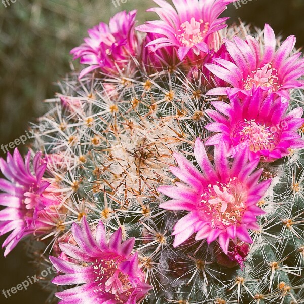 Plant Flower Nature Cactus Flower's