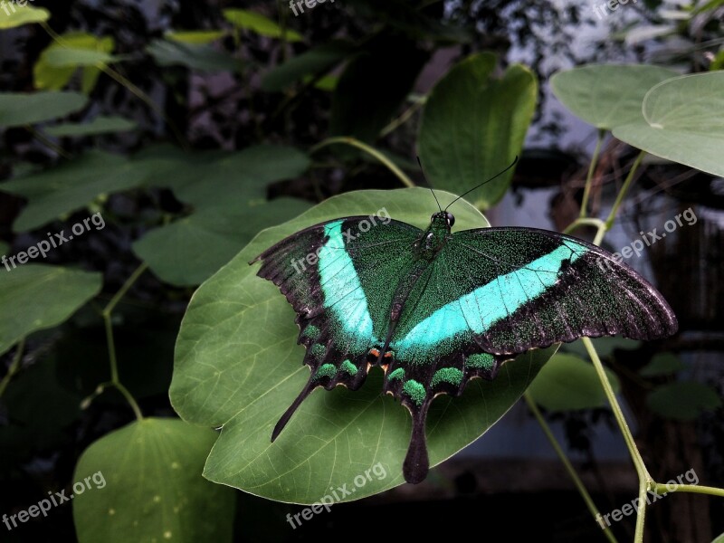 Insect Nature Butterfly Outdoors Leaf