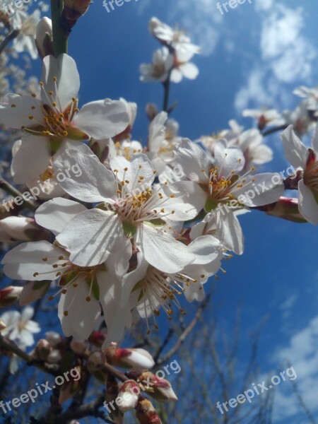 Flower Almond Tree Branch Free Photos