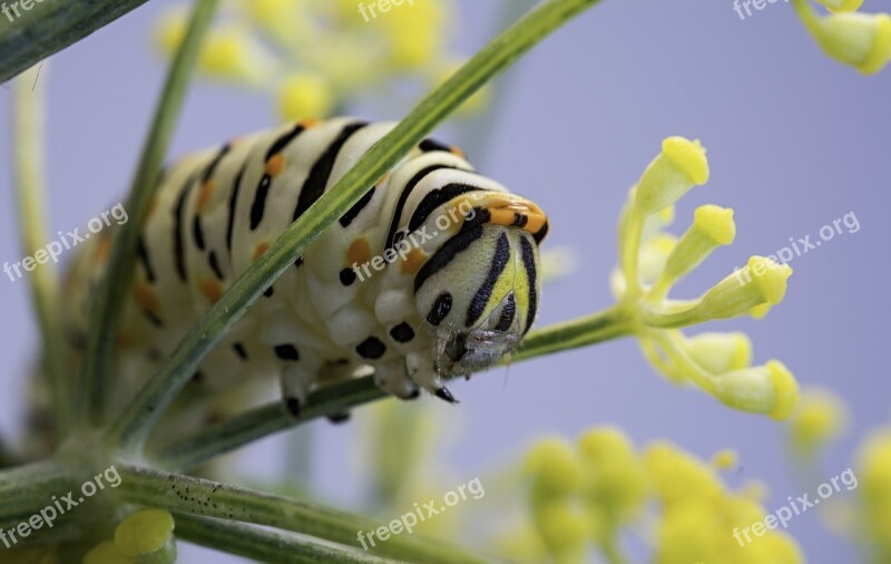 Nature Insect Plant Wild Life Animalia