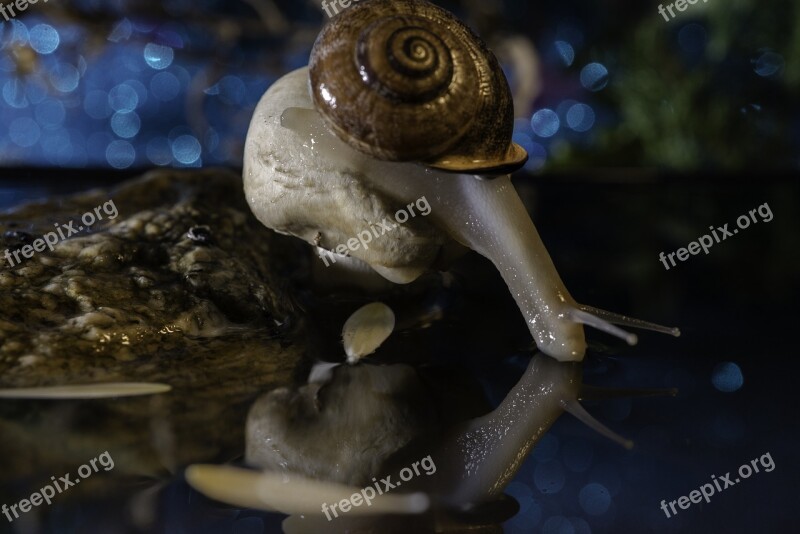 Snail Slow Gastropod Slimy Free Photos