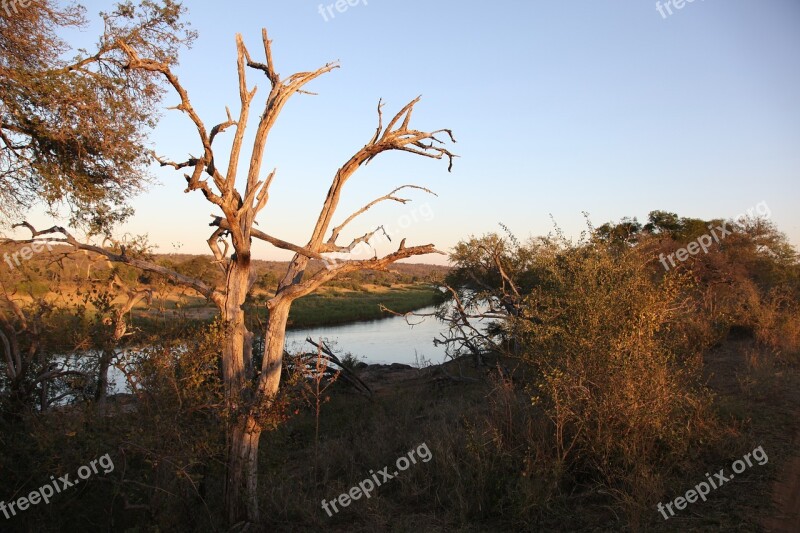 Nature Tree Landscape Outdoors Sky