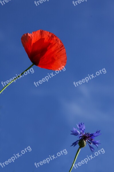 Wolf Poppy Cornflower Heaven Field