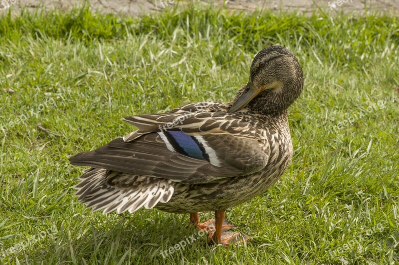 Nature Bird Grass Wildlife Animal