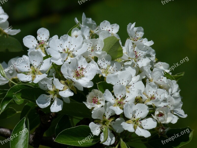 Flower Plant Nature Leaf Petal