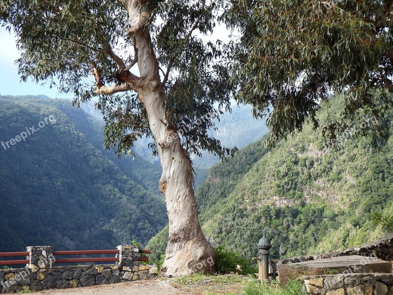 Llano Clara San Andrés Y Sauces La Palma Cc0 Los Tilos