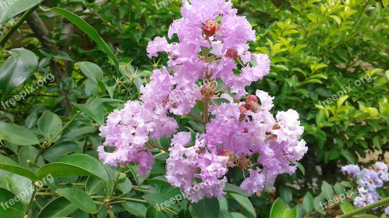 Flower Plant Garden Nature Leaf