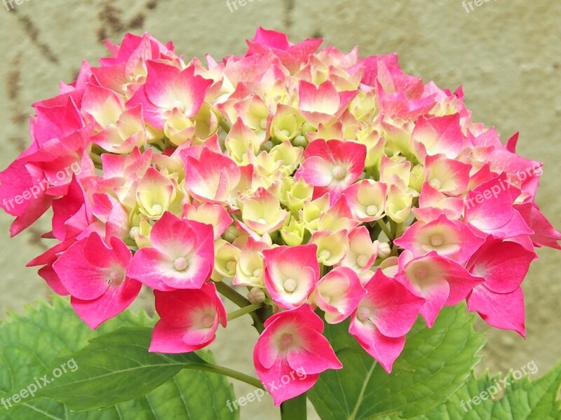 Hydrangea Pink Hydrangea Bush Single Flower Flowers