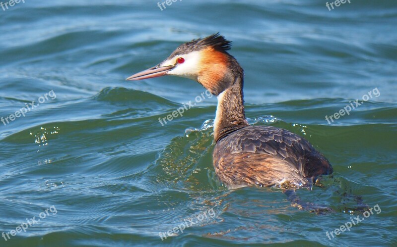 Nature Birds Fauna Grebe Free Photos