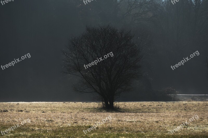 Tree Fog Dawn Backlighting Meadow