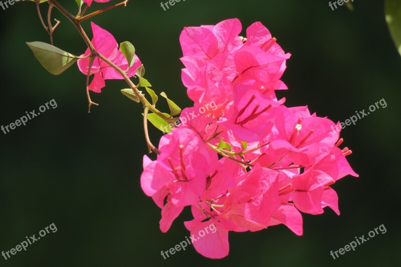 Flower Nature Plant Leaf Garden