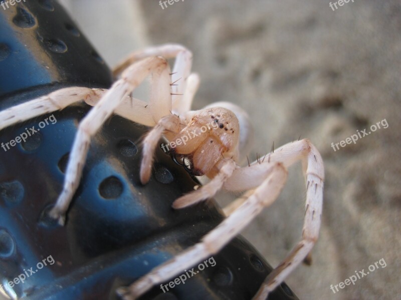 Spider Desert White Spider Close Up Free Photos