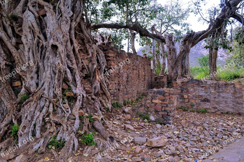 Nature Tree Old Wood Travel