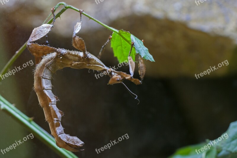 Ghost Insect Insect Nature Free Photos