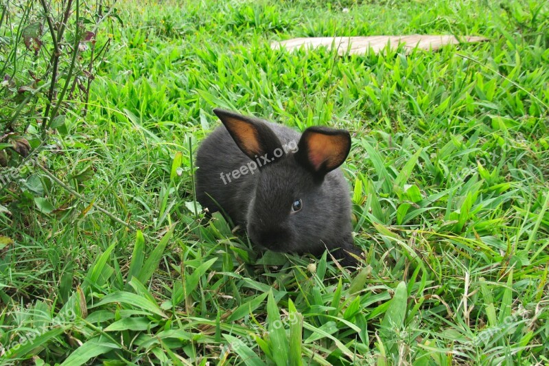 Rabbit Bunny Grass Freedom Nature