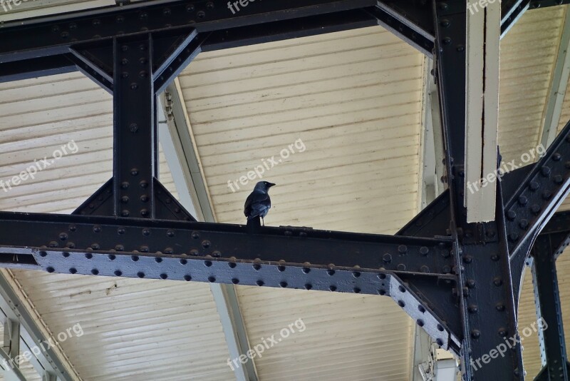 Jackdaw Eurasian Bird Animal Corvidae