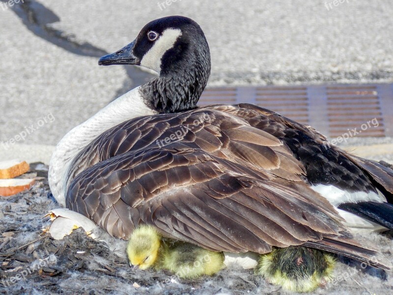 Bird Nature Feather Duck Wildlife