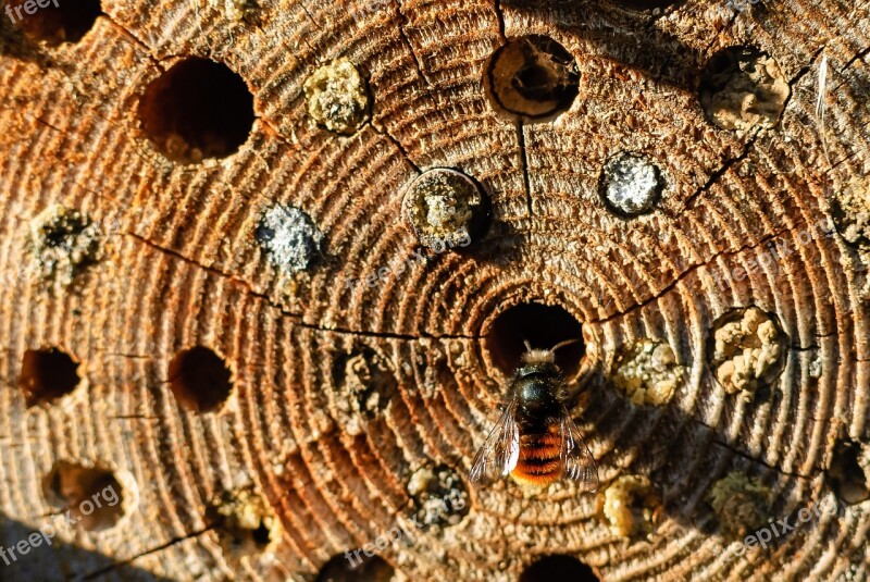 Insect Stripe Wood Bee Hole