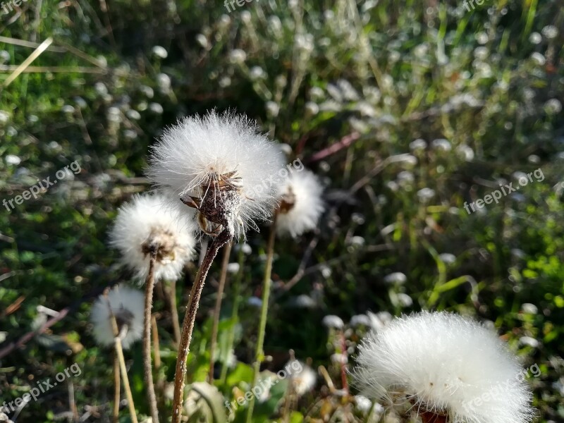 Taraxacum Nature Plant Seed Dandelion