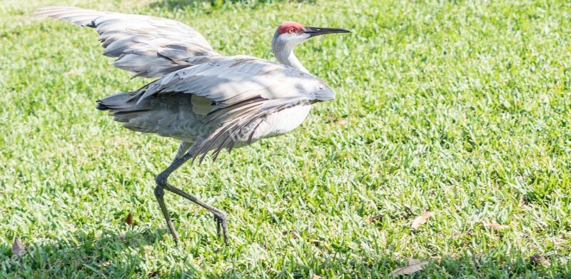 Sand Hill Crane Endangered Florida Bird Nature