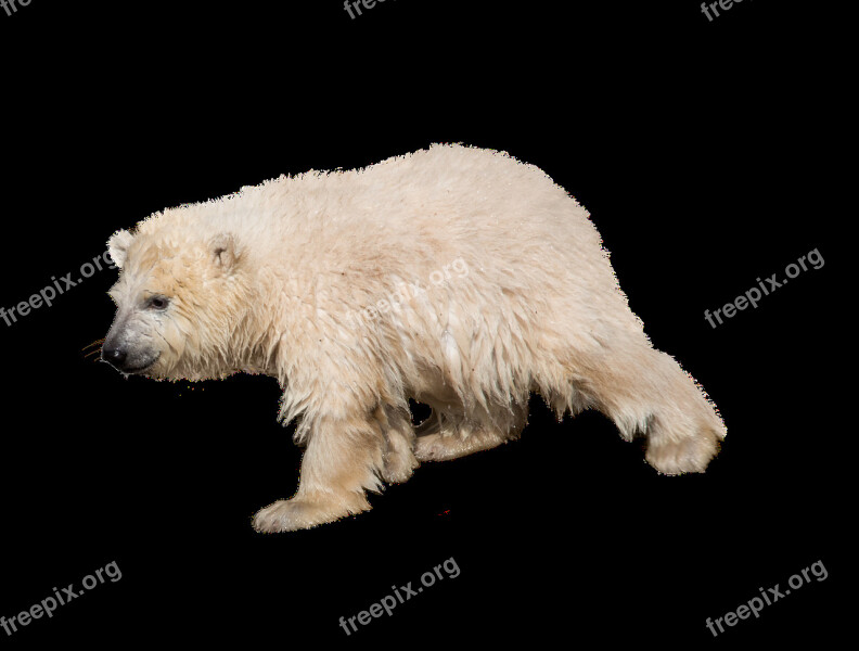 Polar Bear Isolated Predator Zoo Bear