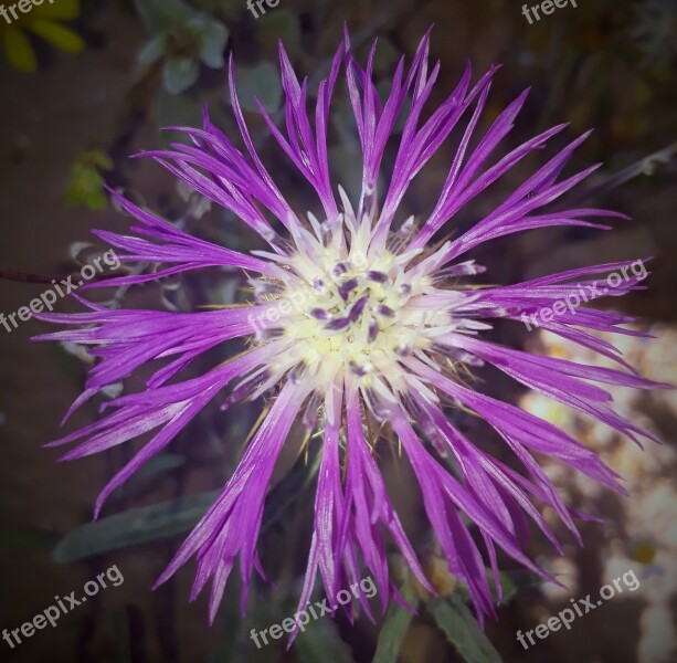 Flower Nature Plant Summer Fulfillment