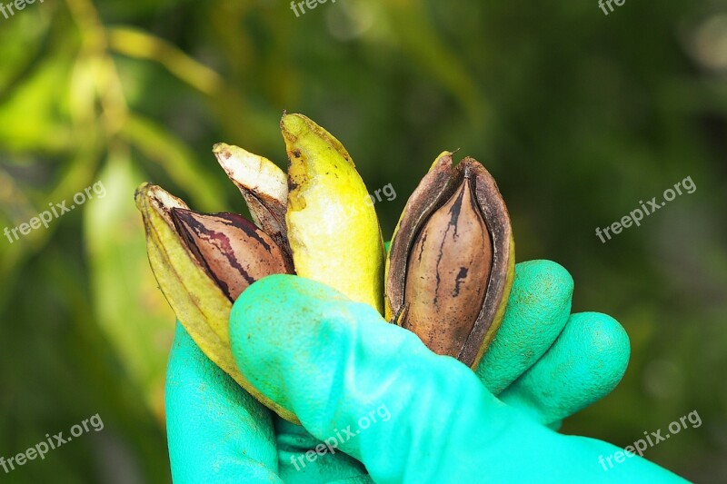 Plant Nature Leaf Food Open Air