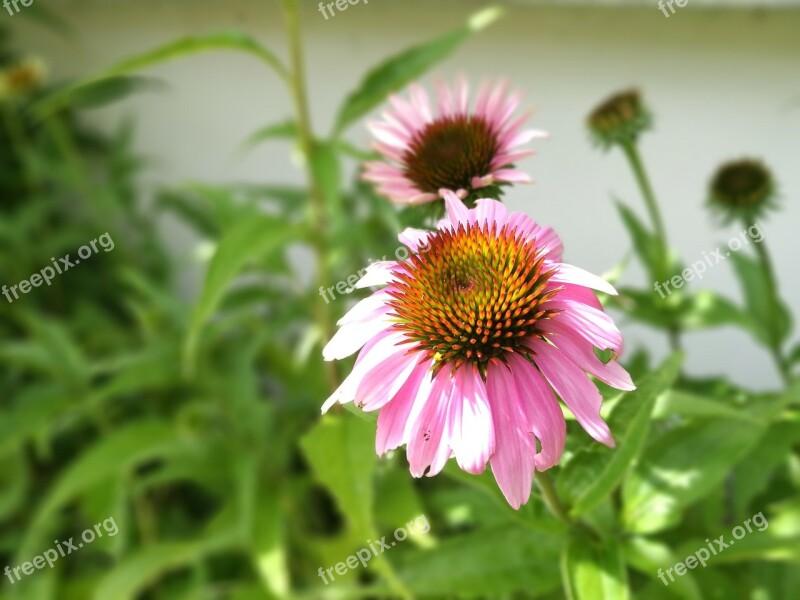 Nature Plant Summer Flower Garden